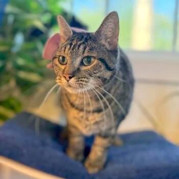 Faith the Love Bug -  Tabby and Domestic Short Hair Cat for Adoption in Friendswood, Texas - Faith The Love Bug | PetCurious
