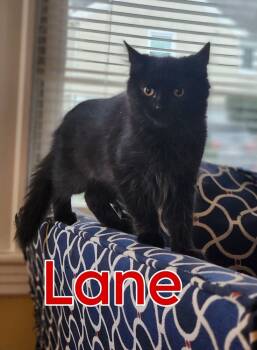 Rescue Domestic Medium Hair Cats for Adoption in Duxbury, Massachusetts - Lane | PetCurious