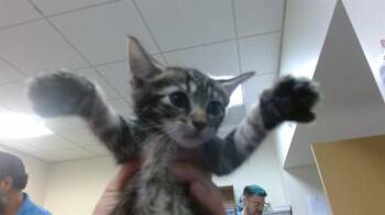 OMEN -  Domestic Short Hair Cat for Adoption in Doral, Florida - OMEN | PetCurious