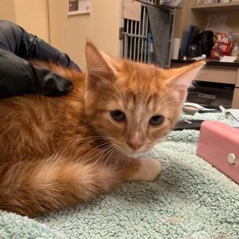 Jester - Butler campus! -  Domestic Short Hair Cat for Adoption in Flagstaff, Arizona - Jester - Butler Campus! | PetCurious