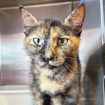 Salsa -  Domestic Short Hair Cat for Adoption in Hannibal, Missouri - Salsa | PetCurious