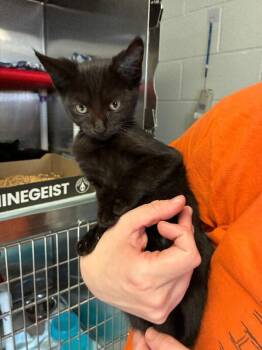 Pixie -  Domestic Short Hair Cat for Adoption in Cincinnati, Ohio - Pixie | PetCurious