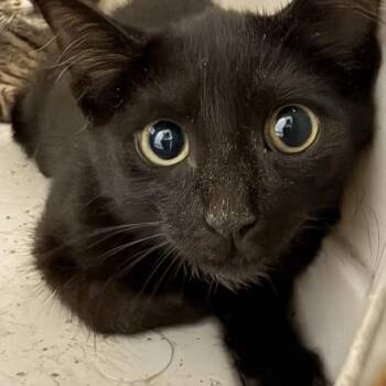 Taylor -  Domestic Short Hair Cat for Adoption in Des Moines, Iowa - Taylor | PetCurious