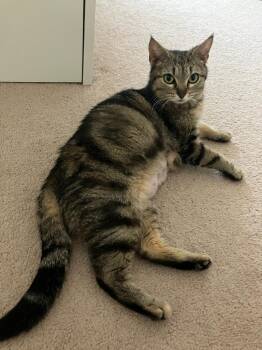Gypsy -  Domestic Short Hair Cat Available for Adoption in Parkville, Maryland - Gypsy | PetCurious