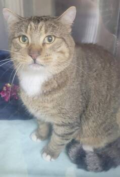 Dexter -  Domestic Short Hair Cat for Adoption in Kemp, Texas - Dexter | PetCurious