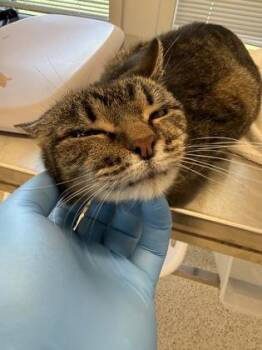 Tess -  Domestic Short Hair Cat for Adoption in Lafayette, Indiana - Tess | PetCurious
