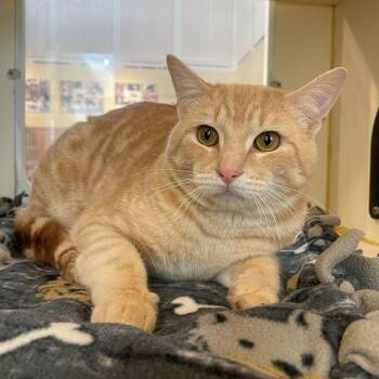 Domestic Short Hair Cats Available for Adoption - Murphy | PetCurious