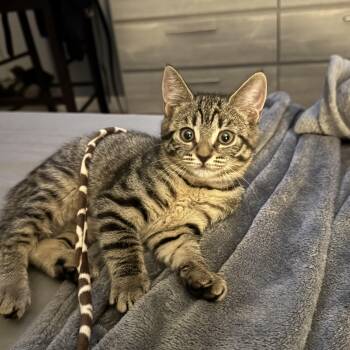 Opal -  Domestic Short Hair Cat for Adoption in Sunrise, Florida - Opal | PetCurious