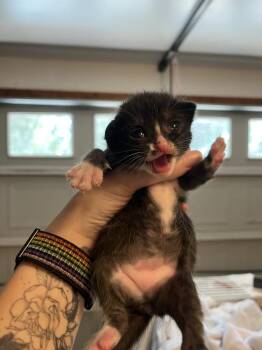 Monroe -  Domestic Short Hair Cat for Adoption in Emerald Isle, North Carolina - Monroe | PetCurious