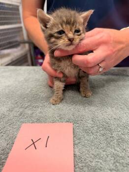 Xavier -  Domestic Short Hair Cat for Adoption in Vancouver, Washington - Xavier | PetCurious
