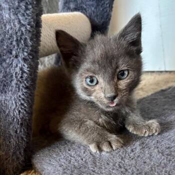 Domestic Short Hair Cats Available for Adoption in Eagle Mountain, Utah - Lark Estes | PetCurious