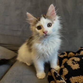Rescue Domestic Long Hair Cats for Adoption in Fishers, Indiana - Snickers | PetCurious