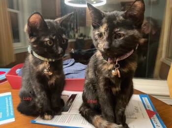 Lucy and Ethel -  Domestic Short Hair Cat for Adoption in Melrose, Massachusetts - Lucy And Ethel | PetCurious