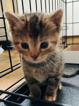 Leddy -  Domestic Short Hair Cat for Adoption in Cloquet, Minnesota - Leddy | PetCurious