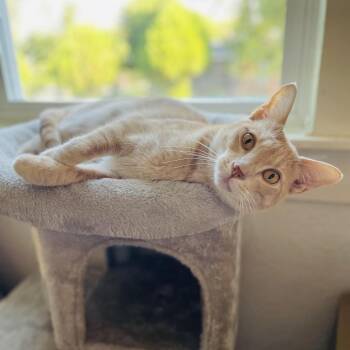 Trevor -  Domestic Short Hair Cat for Adoption in Fort Worth, Texas - Trevor | PetCurious