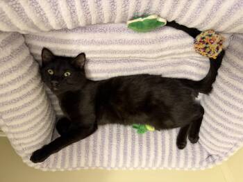 Domestic Short Hair Cats Available for Adoption in North Haven, Connecticut - Josh | PetCurious