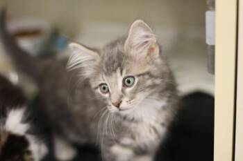 Lightning -  Domestic Medium Hair Cat for Adoption in Rockford, Illinois - Lightning | PetCurious