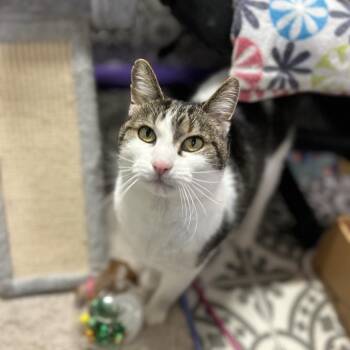 Guinness -  Domestic Short Hair and Turkish Van Cat for Adoption in Bountiful, Utah - Guinness | PetCurious