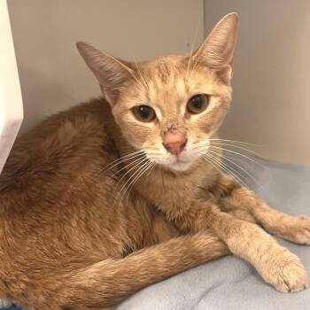 Lolo Forest -  Domestic Short Hair Cat for Adoption in Los Angeles, California - Lolo Forest | PetCurious