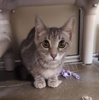 Domestic Short Hair Cats Available for Adoption in Zimmerman, Minnesota - Gibby | PetCurious