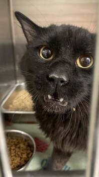 Domestic Medium Hair Cats Available for Adoption - SPOOKY | PetCurious