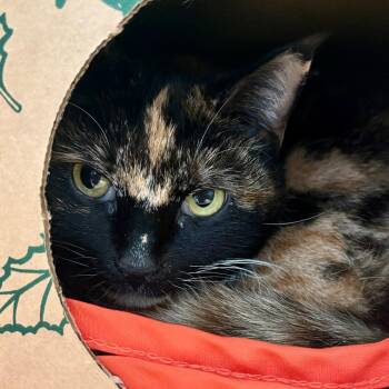 Domestic Short Hair Cats Available for Adoption - Penelope | PetCurious