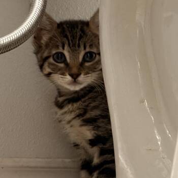 Marbles -  Domestic Short Hair Cat for Adoption in Edinburg, Texas - Marbles | PetCurious