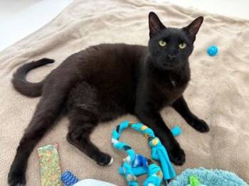 Domestic Short Hair Cats Available for Adoption in New Hope, Pennsylvania - Jax | PetCurious