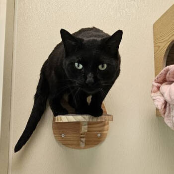 Rescue Domestic Short Hair Cats for Adoption in Chicago, Illinois - Capybara | PetCurious