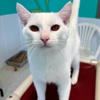 Domestic Short Hair Cats Available for Adoption in Binghamton, New York - Gojo | PetCurious