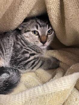 Fozzie -  Domestic Short Hair Cat for Adoption in Vancouver, Washington - Fozzie | PetCurious