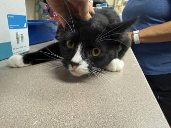 Rescue Domestic Short Hair Cats for Adoption in Salisbury, Maryland - Freebird | PetCurious