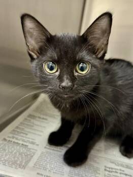Socket -  Domestic Short Hair Cat for Adoption in Wichita, Kansas - Socket | PetCurious