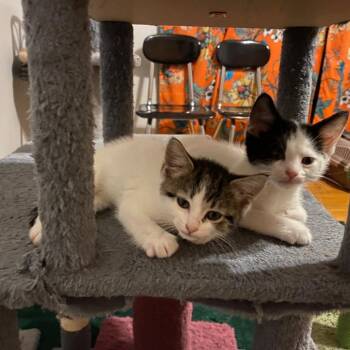 Luigi -  Domestic Short Hair Cat for Adoption in Skokie, Illinois - Luigi | PetCurious