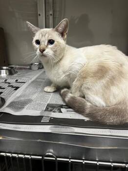 BON BON -  Domestic Short Hair Cat for Adoption in San Antonio, Texas - BON BON | PetCurious