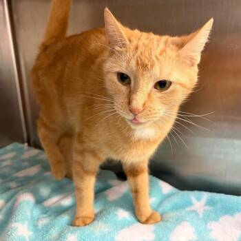 Clementine -  Domestic Short Hair Cat for Adoption in Ashtabula, Ohio - Clementine | PetCurious
