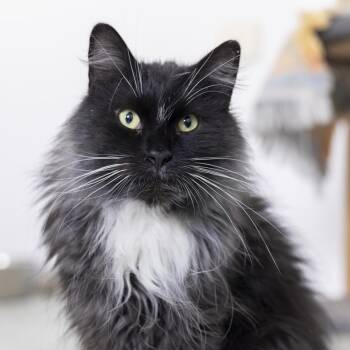 Domestic Long Hair Cats Available for Adoption - Dawson | PetCurious