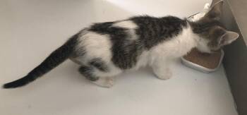 Marie -  Domestic Short Hair Cat for Adoption in Emporia, Kansas - Marie | PetCurious