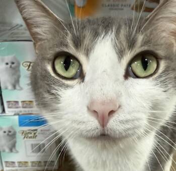 Mice Krispie -  Domestic Short Hair Cat for Adoption in Jackson, Georgia - Mice Krispie | PetCurious