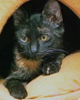 Leticia -  Domestic Short Hair Cat for Adoption in Fishers, Indiana - Leticia | PetCurious