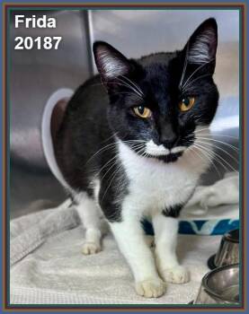 FRIDA -  Domestic Short Hair Cat for Adoption in Marietta, Georgia - FRIDA | PetCurious