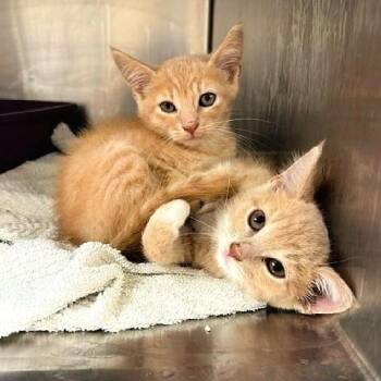 Maple and Acorn -  Tabby Cat for Adoption in Millcreek, Utah - Maple And Acorn | PetCurious