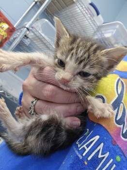 Rescue Domestic Short Hair Cats for Adoption in Evansville, Indiana - Scarlett | PetCurious