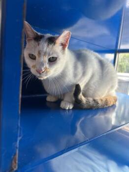MABEL -  Domestic Short Hair Cat for Adoption in Westminster, Maryland - MABEL | PetCurious