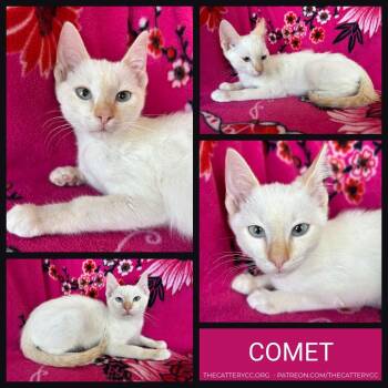 Comet -  Siamese Cat for Adoption in Corpus Christi, Texas - Comet | PetCurious