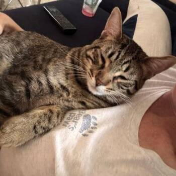 Kona -  Domestic Short Hair Cat for Adoption in Wakefield, Massachusetts - Kona | PetCurious