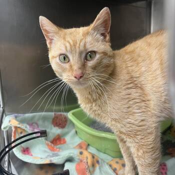 Domestic Short Hair Cats Available for Adoption in Galax, Virginia - Butter | PetCurious