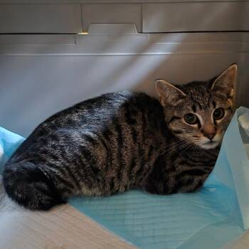 Little Shy -  Domestic Short Hair Cat for Adoption in Coos Bay, Oregon - Little Shy | PetCurious