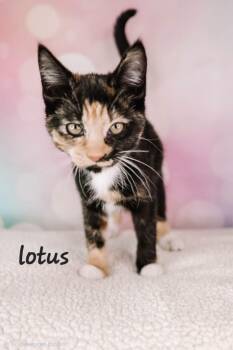 Lotus -  Domestic Short Hair Cat for Adoption in Ashland, Kentucky - Lotus | PetCurious