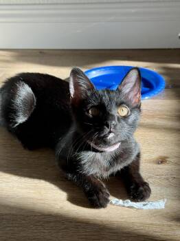 Bean Burrito -  Domestic Short Hair Cat for Adoption in Dallas, Texas - Bean Burrito | PetCurious